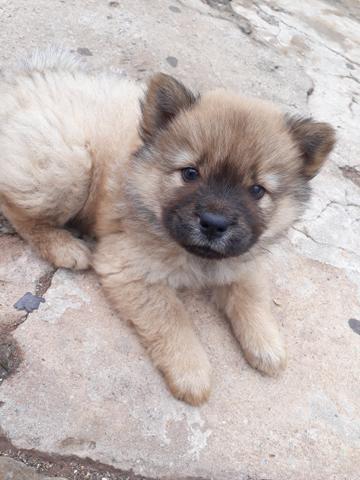 Vendo chow chow