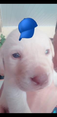 Filhotes de Labrador puros - Foto 2