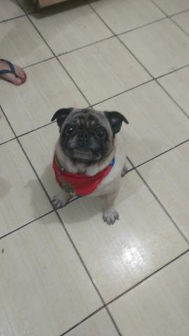 Pug p / cruzar