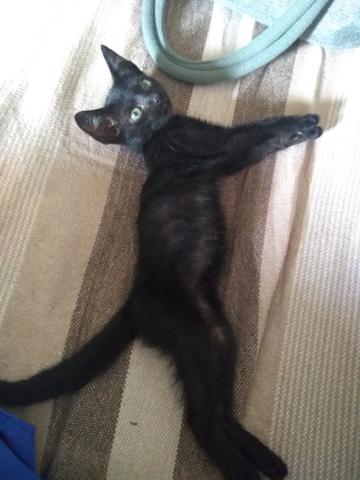 Doa-se lindo gatinho macho pretinho - Foto 4