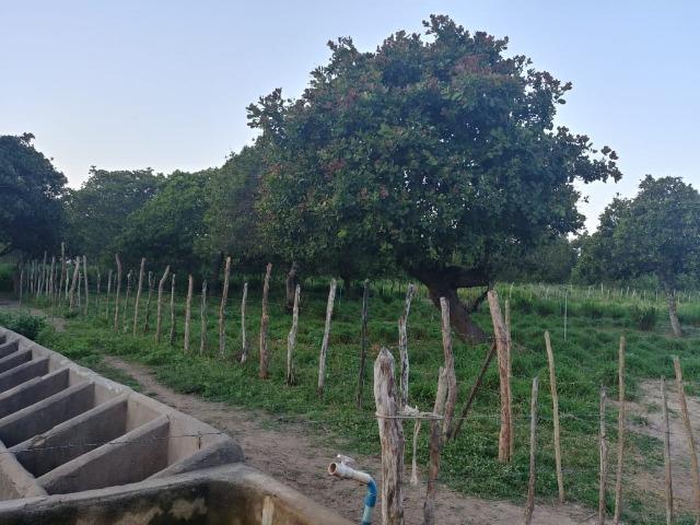 Granja com 8,8 há, duas casas, 2 poços, muito pasto, perto da reta tabajara - Foto 9