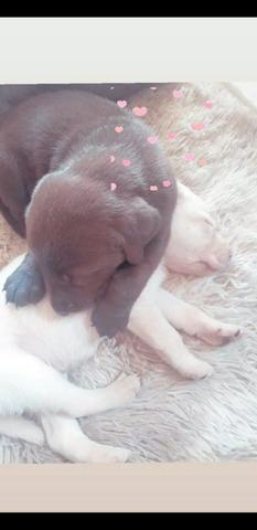 Filhotes de Labrador puros - Foto 5