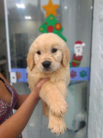 Golden Retriever, raça pura, garantia em contrato, suporte vet e mais, ligue