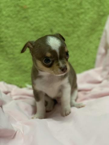 Chihuahua os mais perfeitos Cores raras Whats - Foto 4