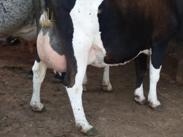 Vacas e novilhas, paridas e amojando- estudo troca em carro ou caminhão - Foto 4