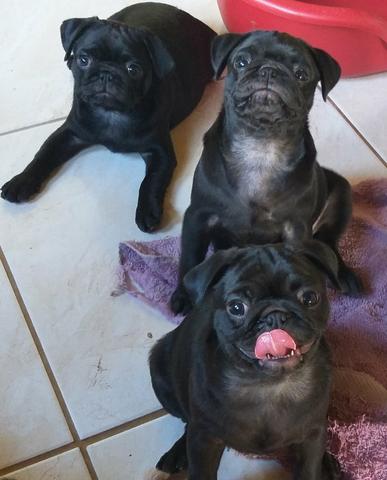 PROMOÇÃO Pug c/ Pedigree Microchip - Foto 4