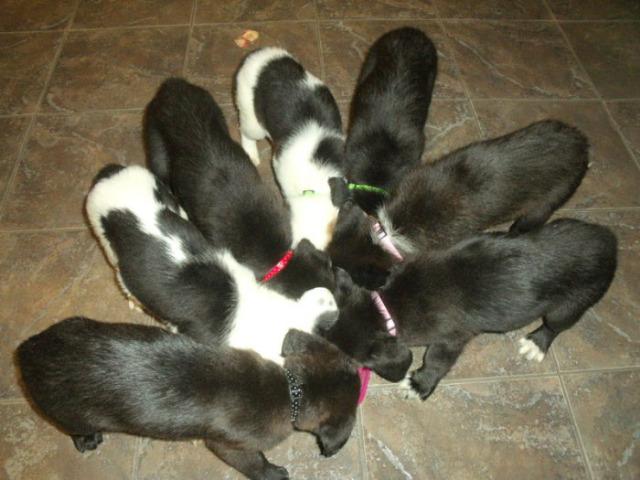 Labrador x Pastor . so 120 cada.chama no whats 9- * entregamos - Foto 2