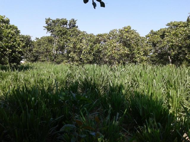 Granja com 8,8 há, duas casas, 2 poços, muito pasto, perto da reta tabajara - Foto 15