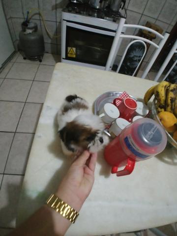 Lindos shihtzus babys !!