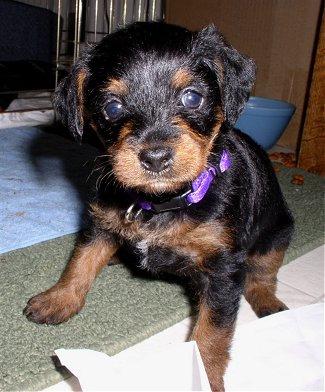 Poodle x Cocker 120 cada.chama no whats 9- * entregamos - Foto 6