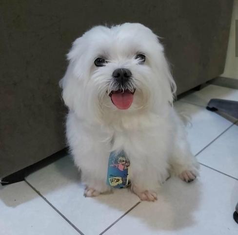 Cachorro maltês procura namoro - Foto 3