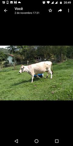 Vaca charolês