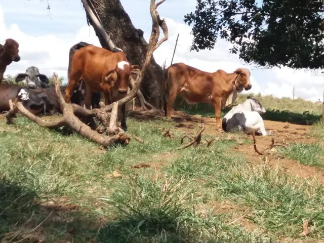 Vacas e novilhas, paridas e amojando- estudo troca em carro ou caminhão - Foto 6
