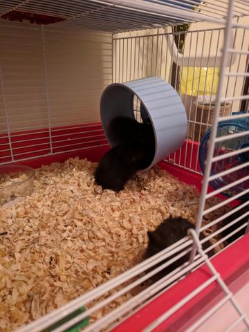 Estou vendendo alguns Hamster - Foto 3