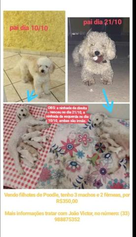 Filhotes de Poodle 2 machos 1 Fêmea