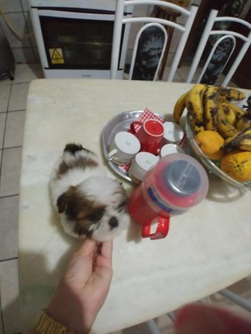 Lindos shihtzus babys !! - Foto 2