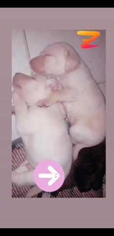 Filhotes de Labrador puros - Foto 4