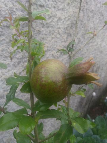 Romá com frutas