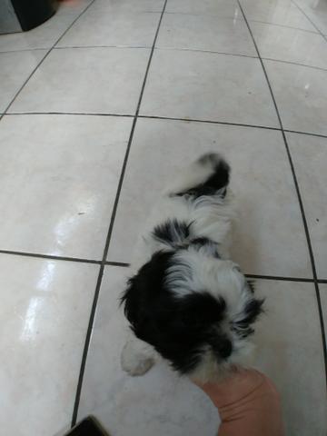 Lindos shihtzus babys !! - Foto 4