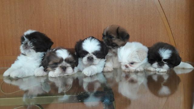 Shih Tzu filhotes branco com caramelo fazemos entregas 27 99668-1558