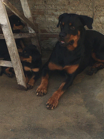 Rottwailer - Foto 3