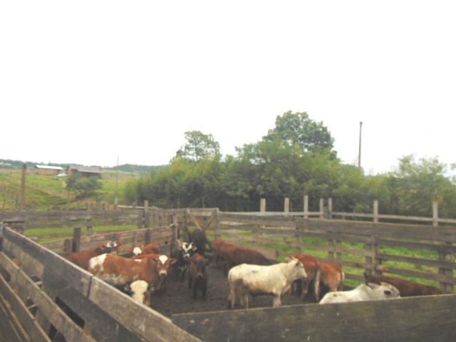 Área de 6 ha - Costa da Serra - Montenegro - 37 - Foto 2
