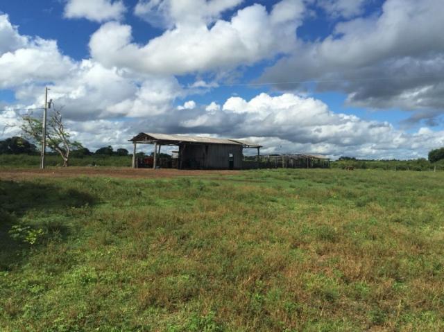 FAZENDA A VENDA EM CORUMBA - MS (Pecuária) - Foto 2