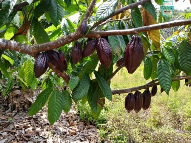 Maraú. Fazenda de 710 Hectares com diversas atividades de produção e rica em água - Foto 10