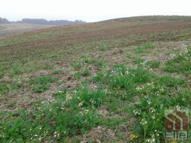 Fazenda Produtiva, Topografia Mecanizada, Propriedade Lindíssima - Foto 3