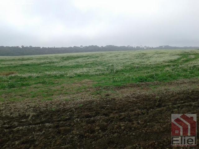 Fazenda Produtiva, Topografia Mecanizada, Propriedade Lindíssima - Foto 12