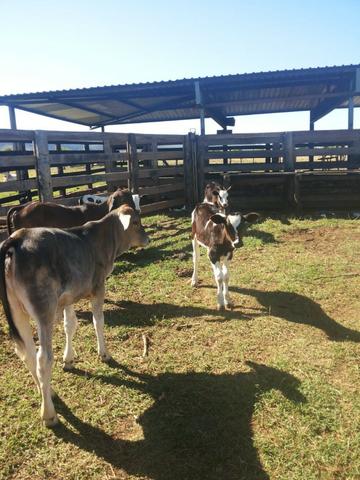 Formosa Goiás á 39 km na região do Maltizaria - Foto 13