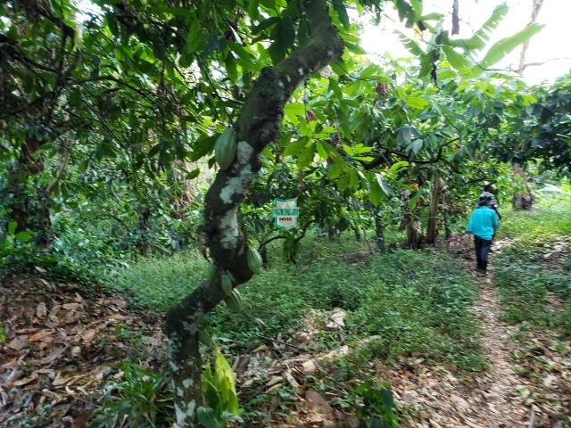 Itajuípe. Fazenda Zona Rural - Foto 7