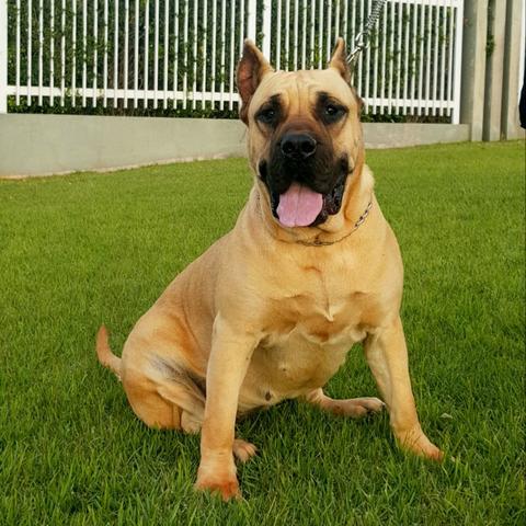 Filhotes de Presa Canário (Dogo Canário)