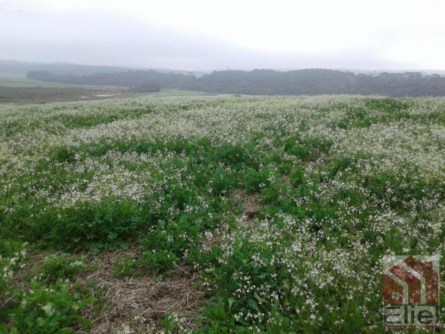 Fazenda Produtiva, Topografia Mecanizada, Propriedade Lindíssima - Foto 7