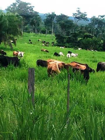 Fazenda Margem Rio Sepotuba B. Bugres MT - Foto 8