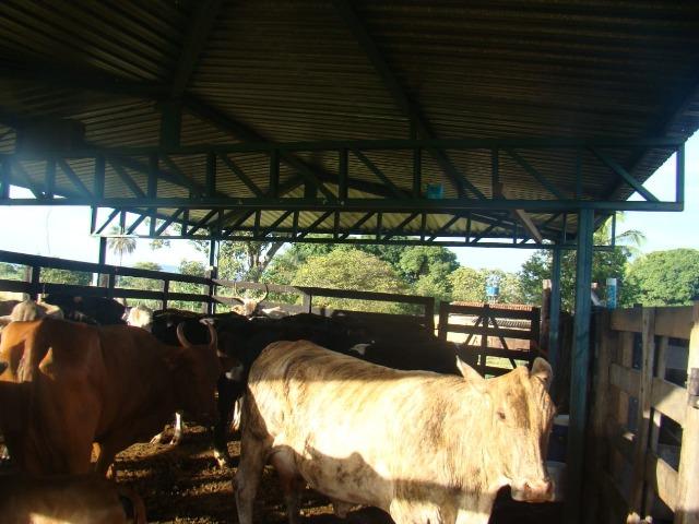 Formosa Goiás á 39 km na região do Maltizaria - Foto 11