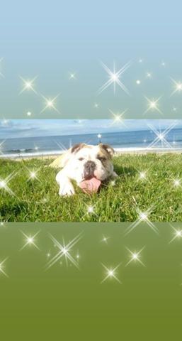 Bulldog inglês - Foto 3