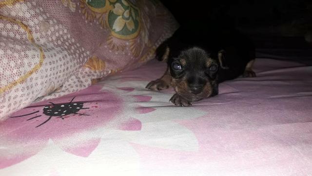 Pinche n1 macho ligitimo - Foto 2