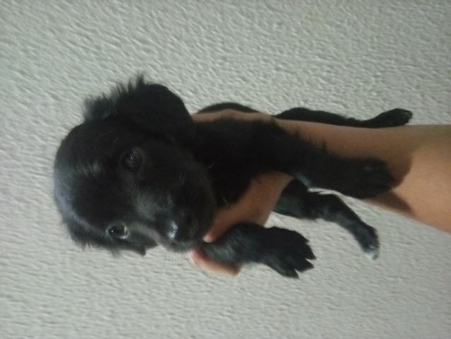 Doacao de cachorro - Foto 2