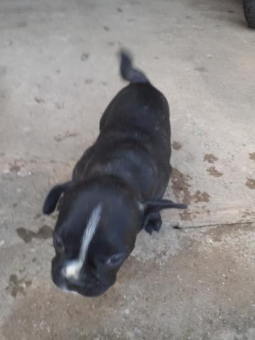 Vendo filhote de bulldog francês - Foto 6
