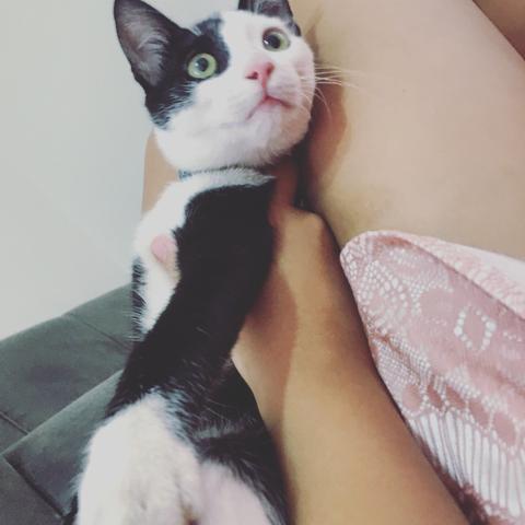 Estou doando esse gatinho(cacoal) - Foto 2