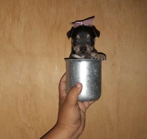 Pinscher zero femea só 300 .chama no whats 9- * entregamos - Foto 5