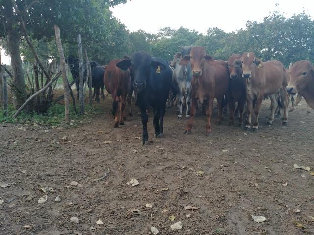 Granja com 8,8 há, duas casas, 2 poços, muito pasto, perto da reta tabajara - Foto 6