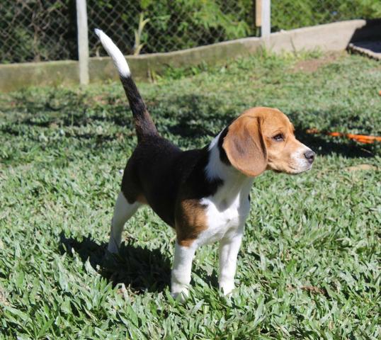 Filhote de Beagle fêmea 11 meses