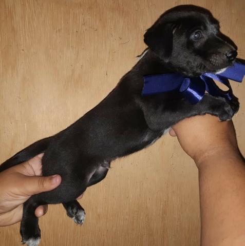Labrador x Pastor . so 120 cada.chama no whats 9- * entregamos - Foto 4