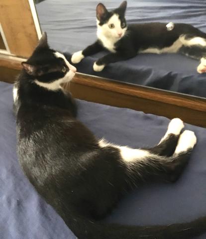 Estou doando esse gatinho(cacoal) - Foto 4