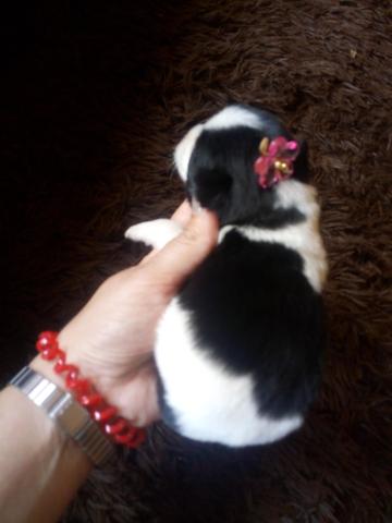 Shitzu fêmea mini - Foto 3