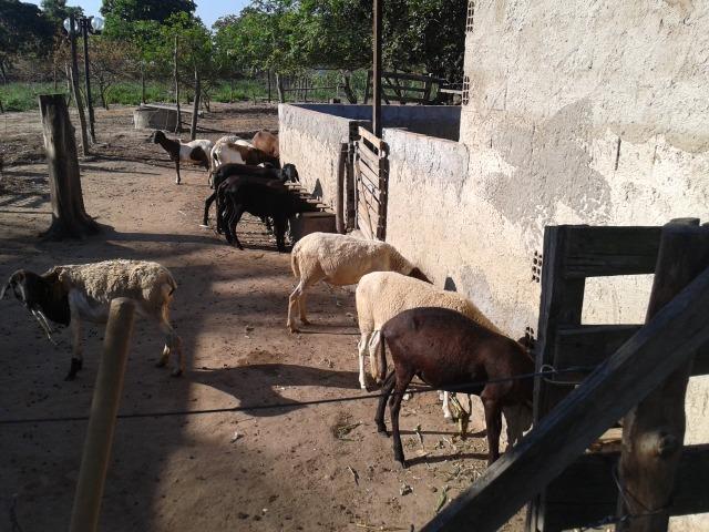 Granja com 8,8 há, duas casas, 2 poços, muito pasto, perto da reta tabajara - Foto 20