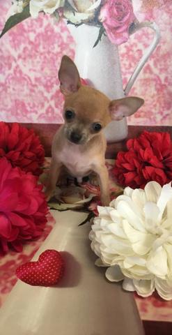 Filhotinhos de Chihuahua macho e fêmea lindas cores * - Foto 3