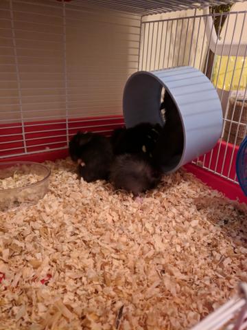 Estou vendendo alguns Hamster